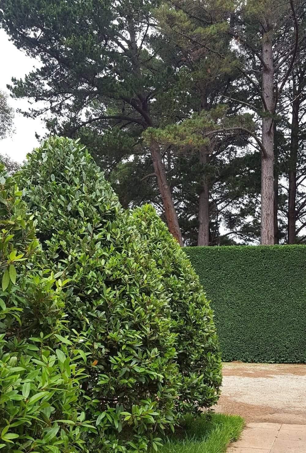 Koonusekujuline igihaljas hekk pärast professionaalset pügamist üle Eesti