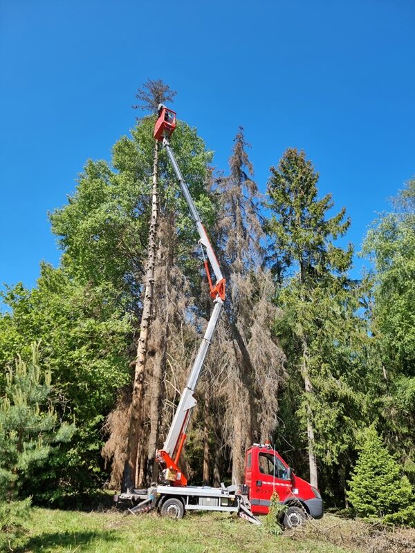 Tõstukautoga ohtliku kuivanud puu langetamine Harjumaal, professionaalne arboristitöö